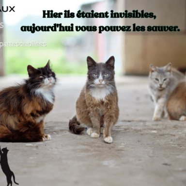 ASSOCIATION LES PETITES PATTES OUBLIÉES
