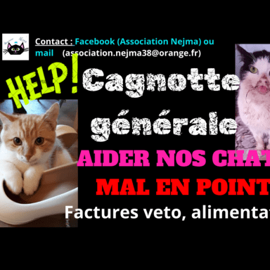 Aide générale pour les chats mal en point de Nejma