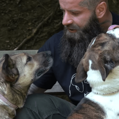 Aidez moi à sauver des chiens avec Bruno Jelovic