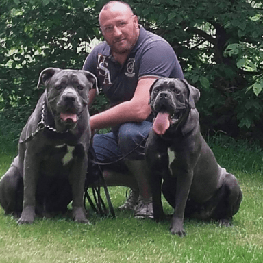 Les cane corso des cerbaires du corsaire