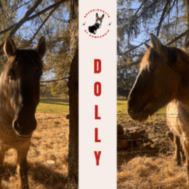 🐴 Aidons Dolly, ponette rescapée, à se soigner 💛