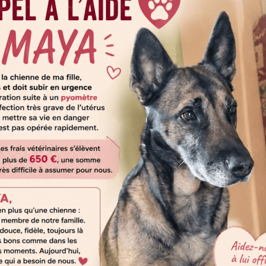 ⚠️ APPEL À L’AIDE POUR MAYA ❤️🐾
