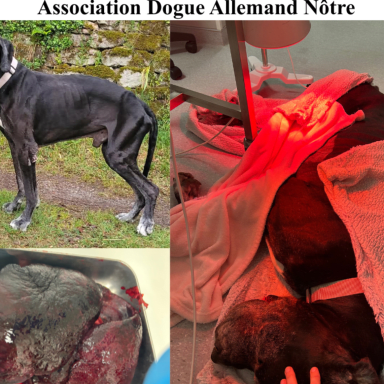 SOS pour nos dogue en famille d'accueil