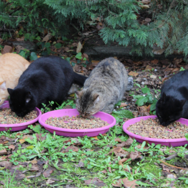 Ensemble pour nourrir et soigner les animaux errants