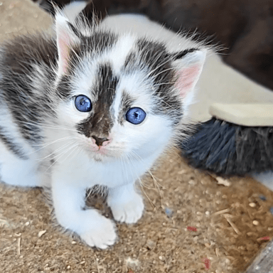 Soigner et sauver des chatons "errants"