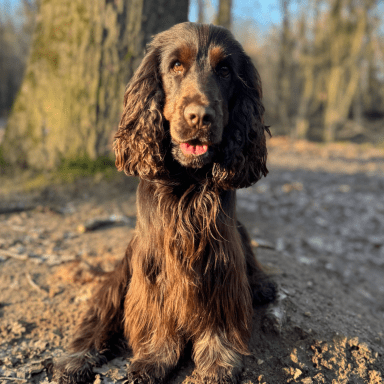 Aidons Valma à courir sans douleur 🐾