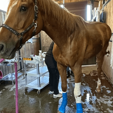 Cheval à sauver nécessitant des soins