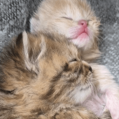 🐾 Aidez-nous à offrir un avenir meilleur à ces chats errants 🐾