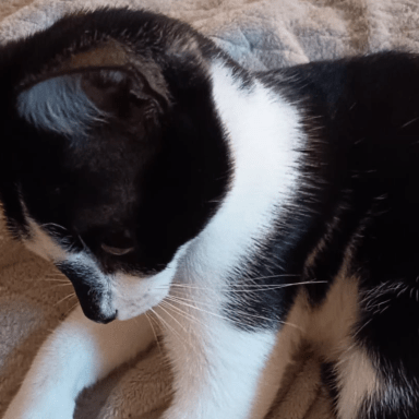 Soins vétérinaires pour ce chat
