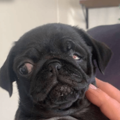 Opération œil bébé yoda