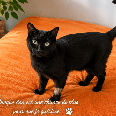 Aidez Câlin à guérir : après 3 ans de lutte, l'espoir renaît !