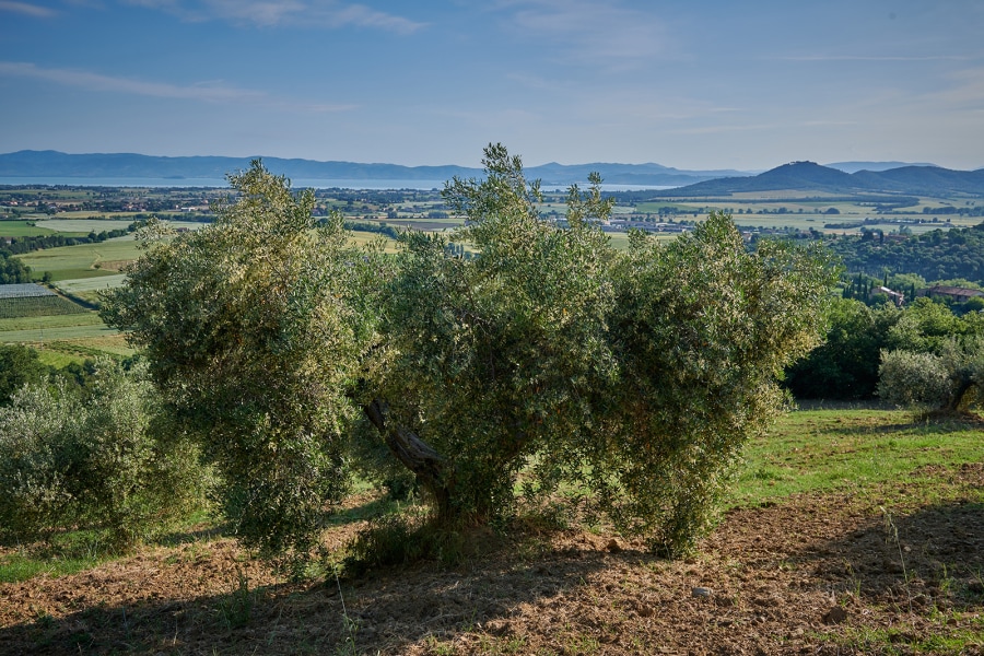 Willkommen im Verde Paciano Journal