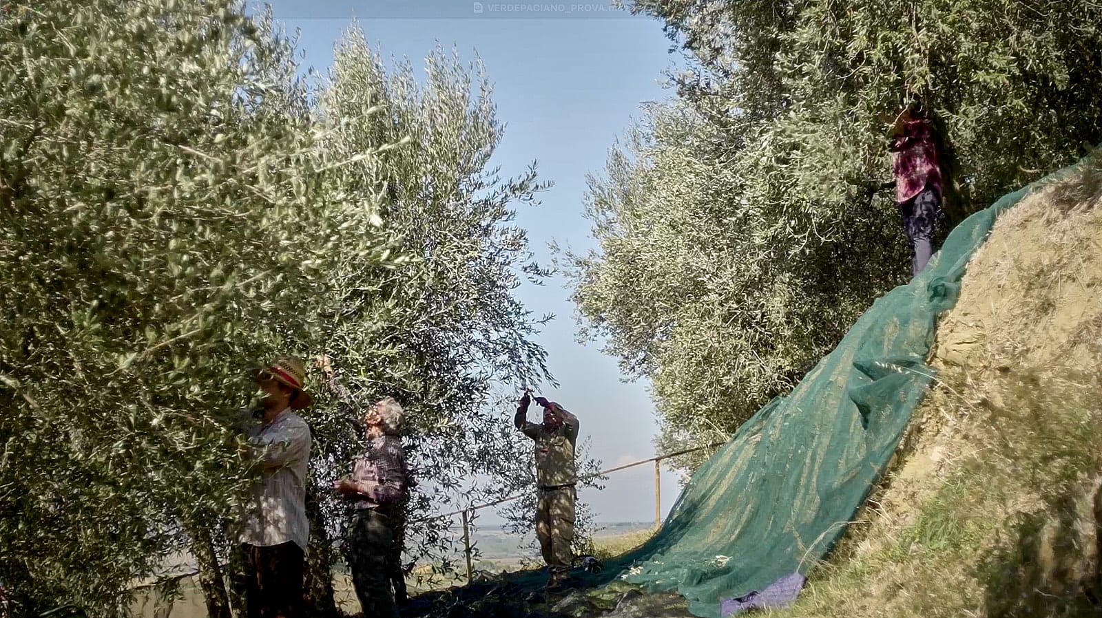 2025 Harvest Chronicles