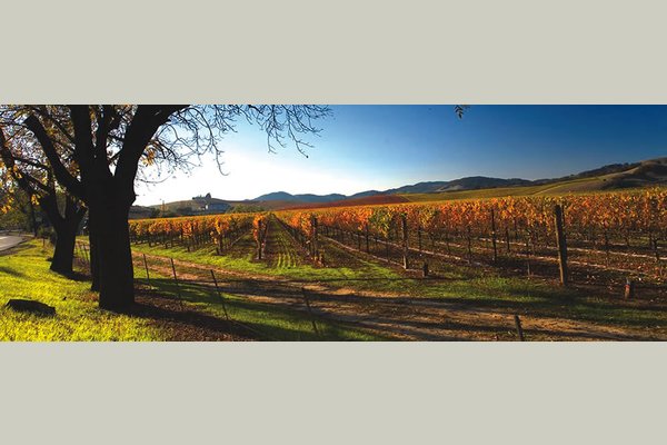 Montecito Oakmont Senior Living vineyard