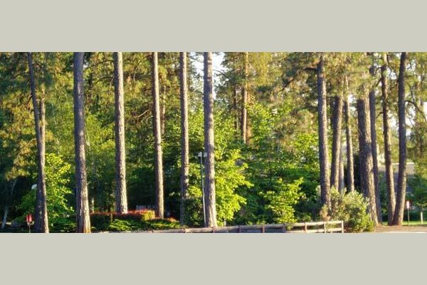 Atria Paradise Trees