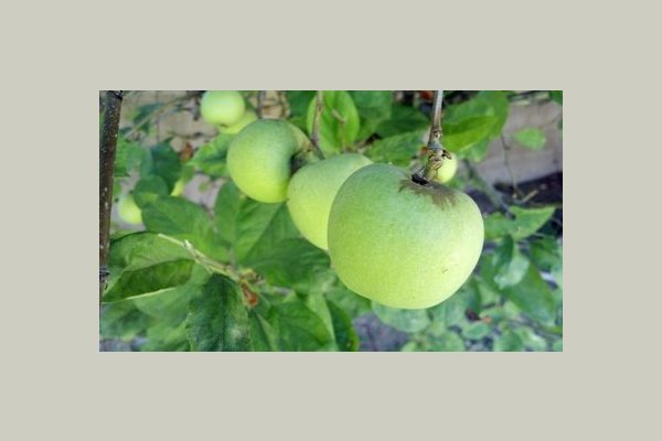 Apple anyone? We have numerous fruit trees.
