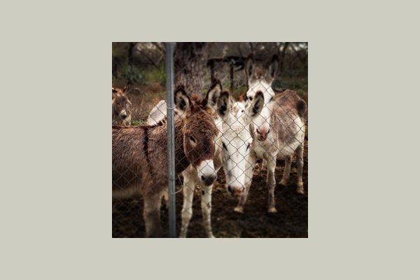 We have a little herd of donkeys out back - they love carrots and apples!