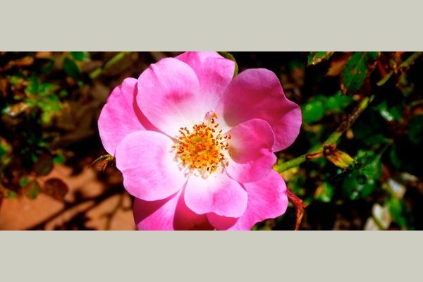Cottonbloom CottonbloomRoseGarden23