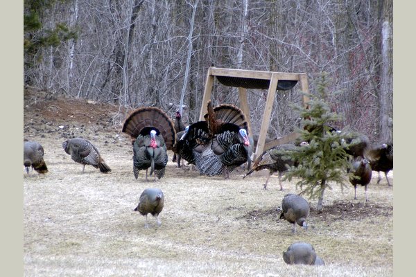 the flock