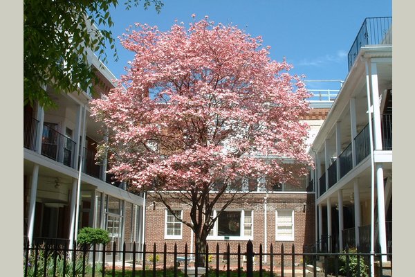 Penn Home Cherrytreecourtyardcropped