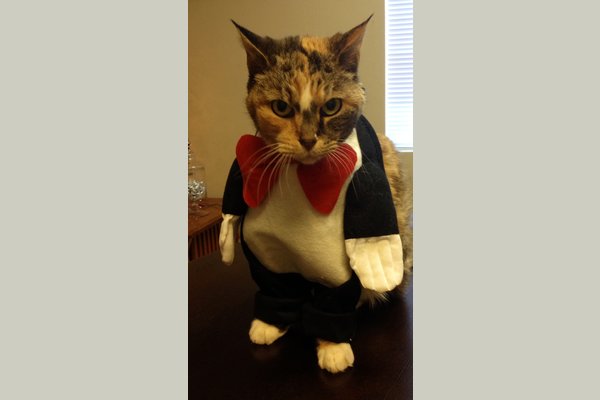 Whittier Place cat in the hat