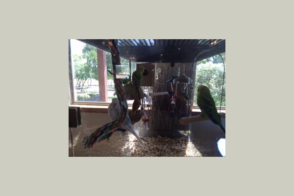 The Lodge at Rocky Hollow  aviary