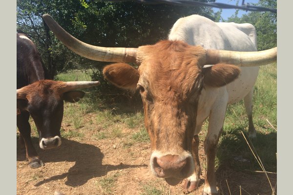 Two of our longhorns posing for a photo.