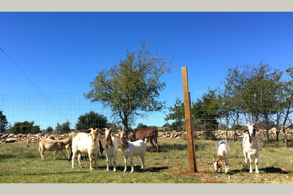 Our goats and sheep looking for some feed.