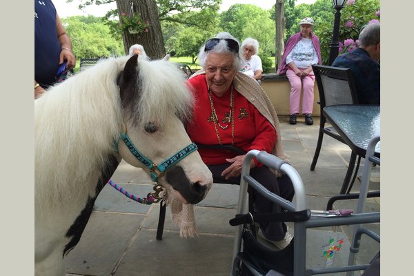We have a mini horse that we use for Equine Therapy