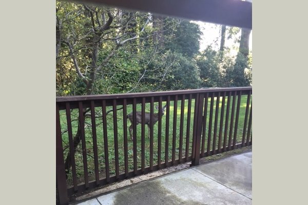 It is common to see deer and other wildlife roaming the property.