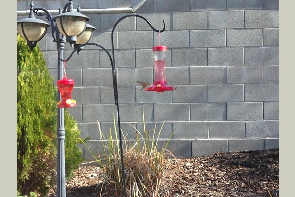 'Oasis of Rocklin' at Heaven's Garden II 136722