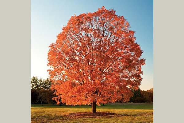Maple Tree Care Home 180991
