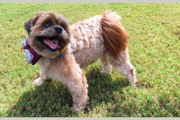 Sammie is one of the Tiffin puppies.