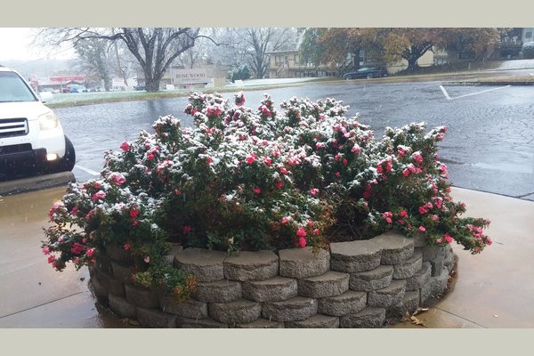 Rose bushes by entrance - Late fall 2017