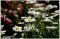 Prestige Senior Living Riverwood IDV%203248