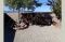 Desert Song 127803