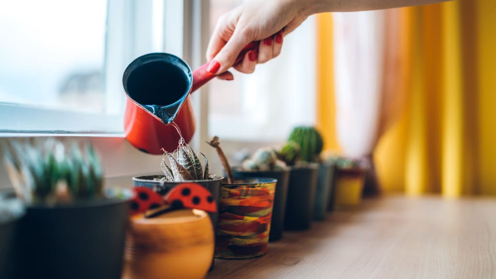 Plants are watered by a red jug, part of personal errand services