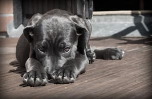 A black puppy lies on the ground with its nose between its paws