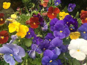 beautiful flower bed pruned as part of Hamptons vacation rental turnover cleaning services