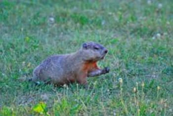 Groundhog's Day