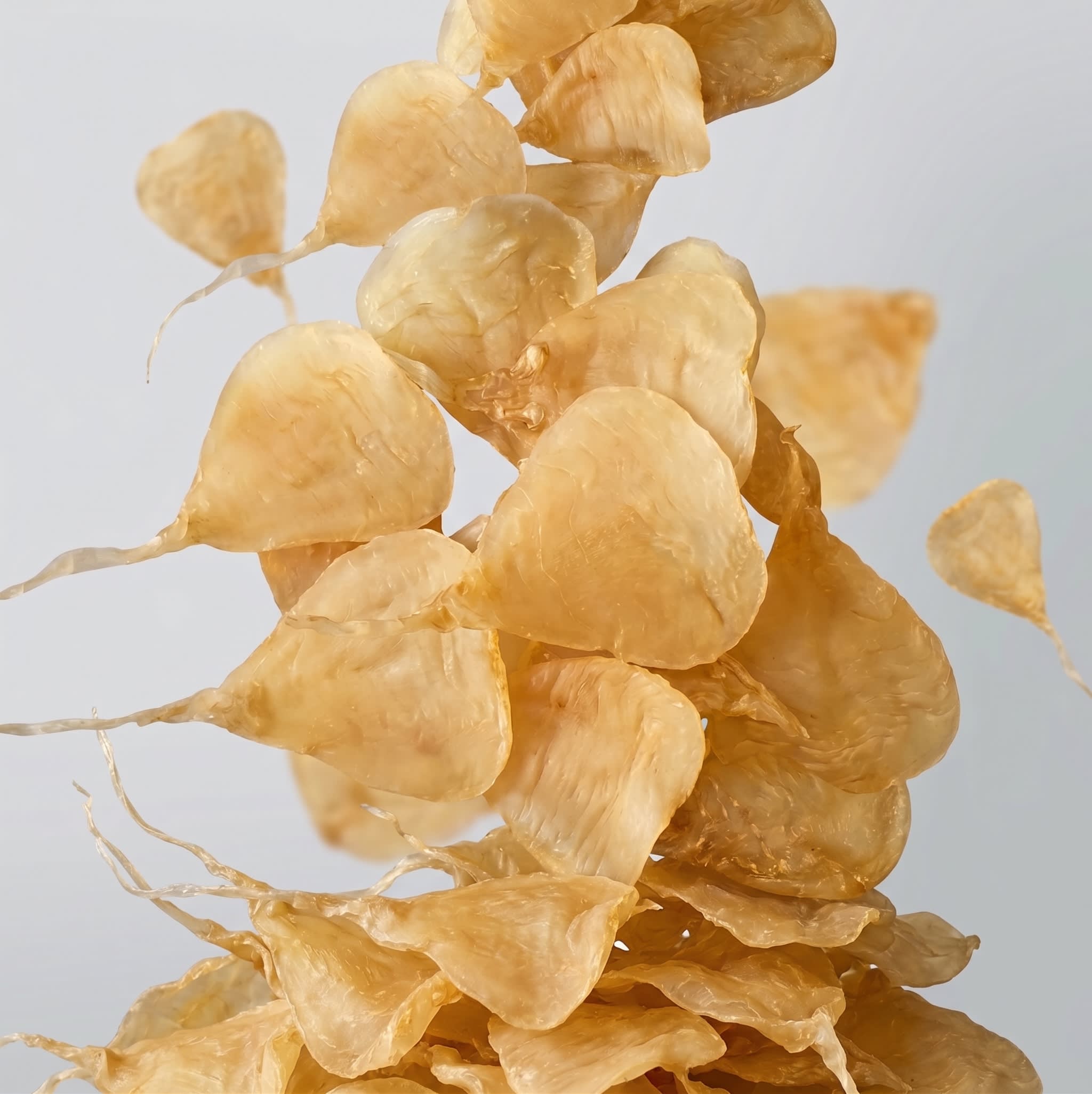 Datina Fish — Export Grade Sun-Dried Fish Maw Wholesale Bangladesh (HS Code 0305.72) | FishMaw Chittagong