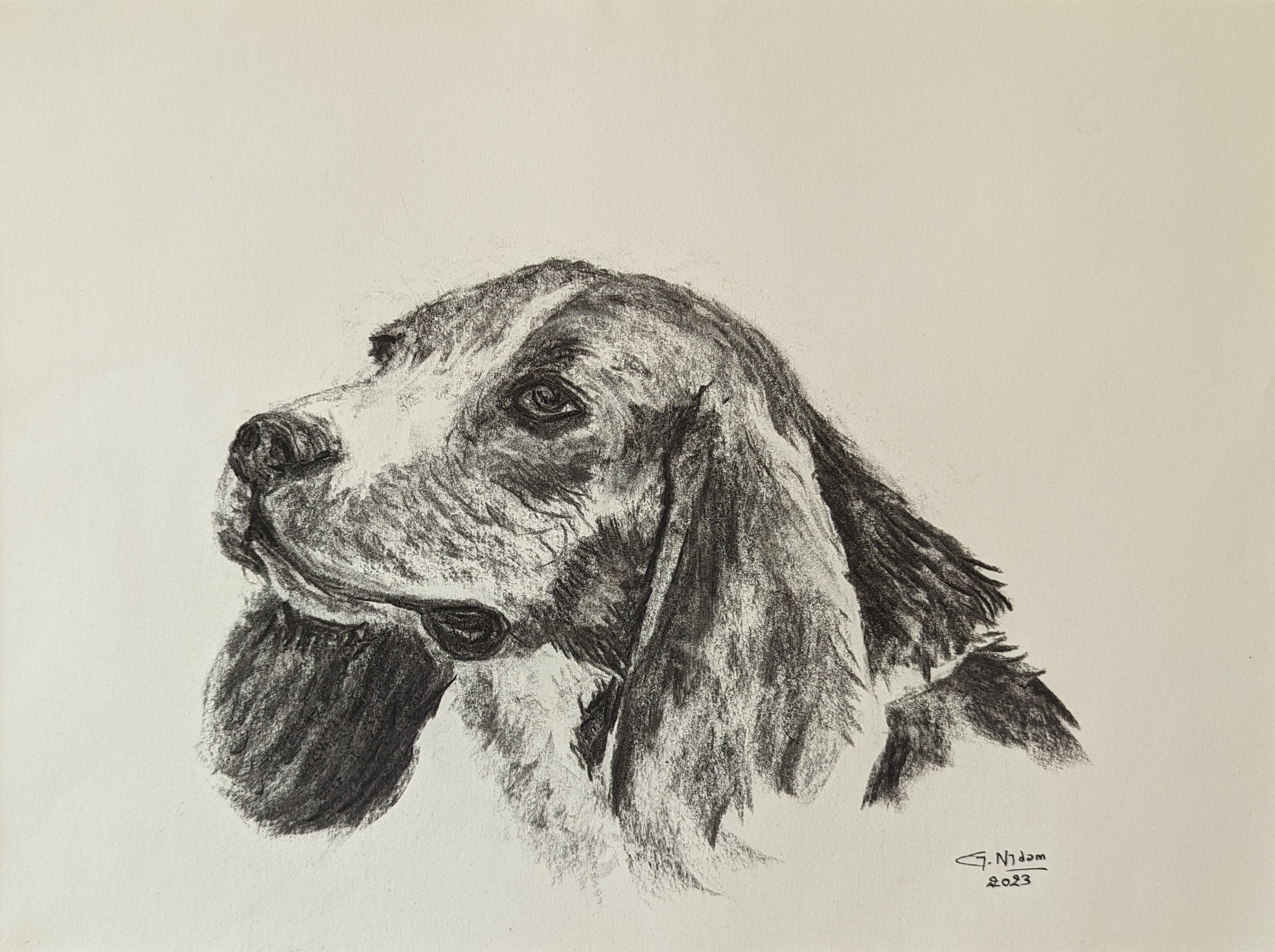 Tête de Beagle, Fusain sur papier — œuvre de Gaëtan NYDAM