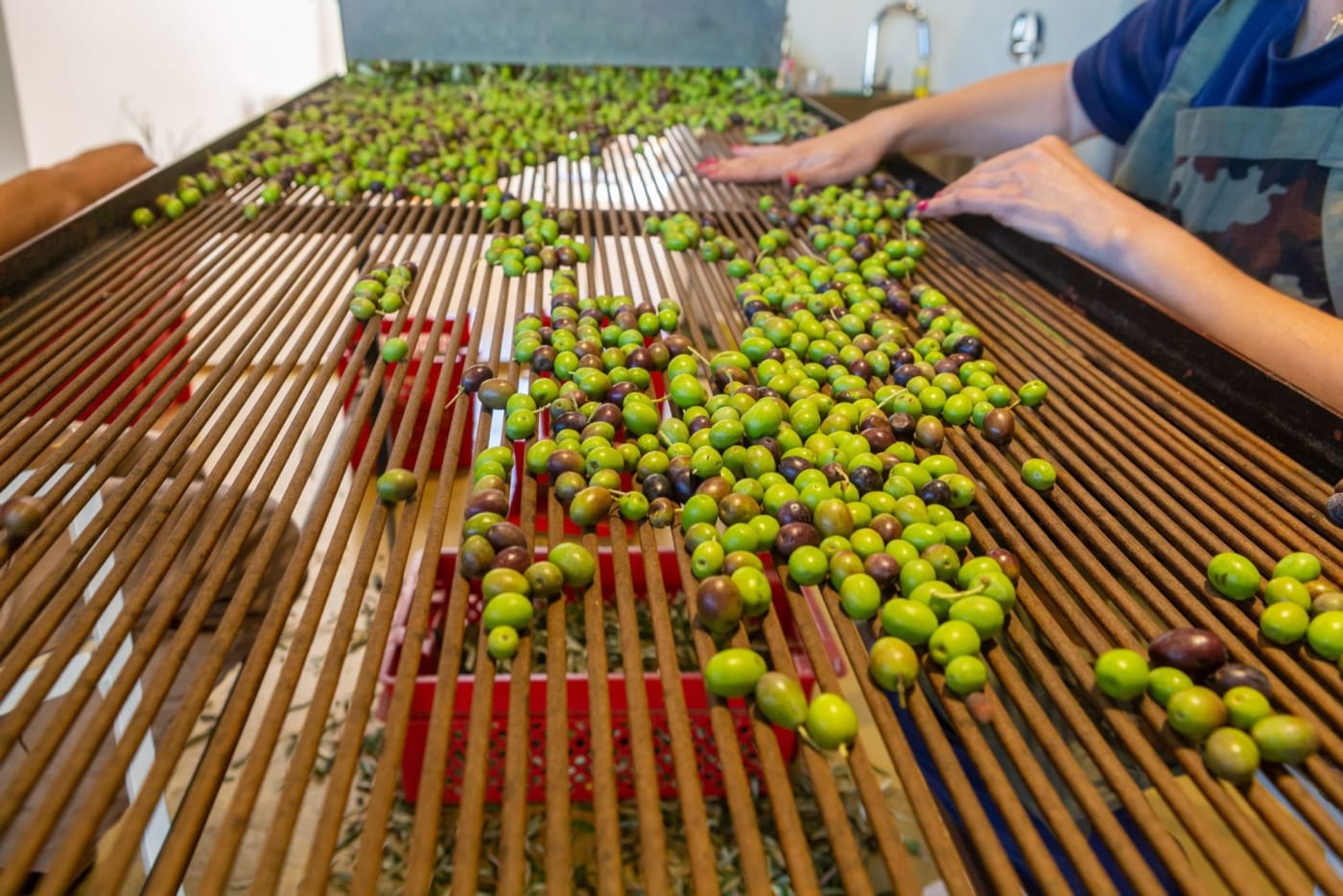 Tri des olives à la main au moulin de la Villa Nai 3.3 avant l'extraction de l'huile Nai 3.3