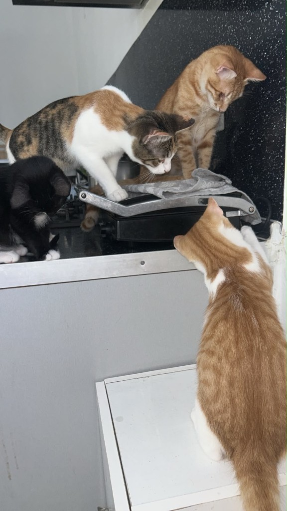 Притулок Тетяни — 3