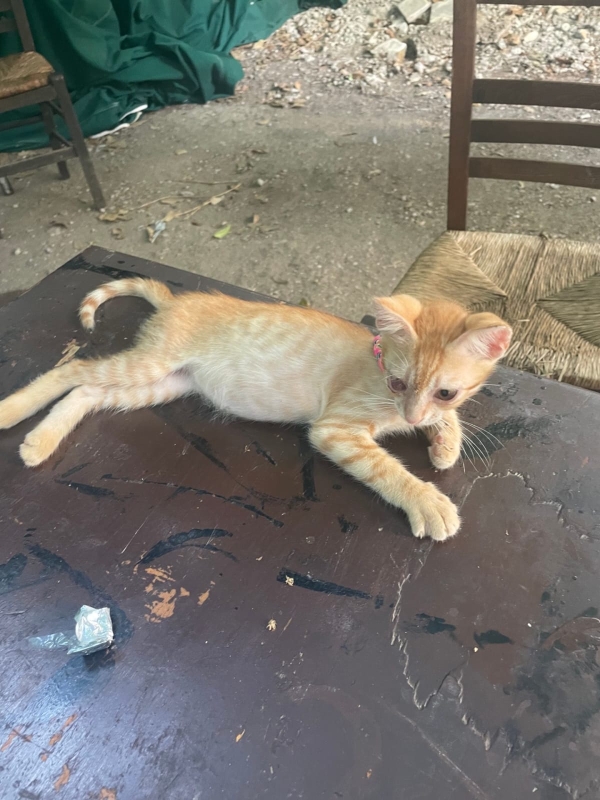 Little Pirate looking for a home — 1