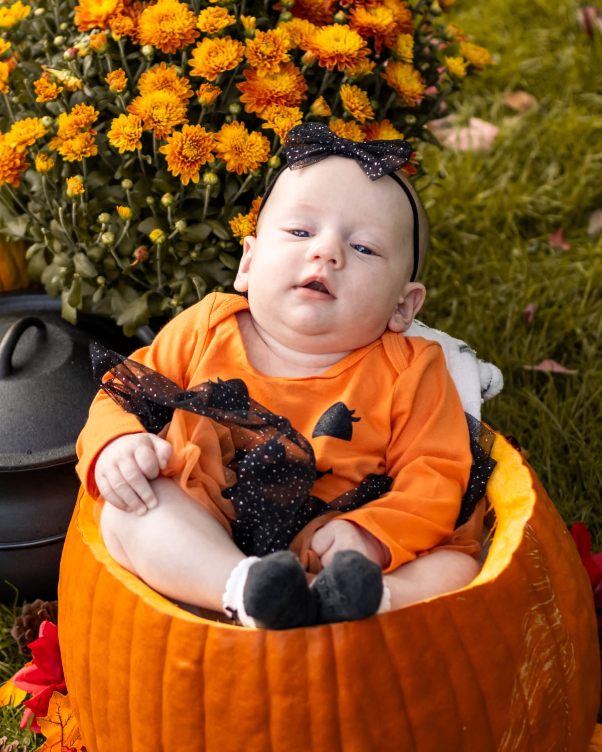 Pumpkin Minis photograph