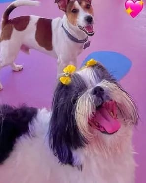 Cães brincando entre cones e obstáculos no pátio de recreação