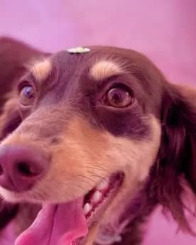 Close de um dachshund de pelo longo sorrindo, com o piso rosa ao fundo