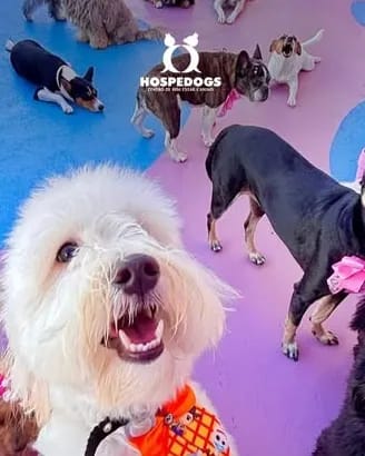 Grupo de cães de portes variados reunidos no pátio colorido durante a recreação