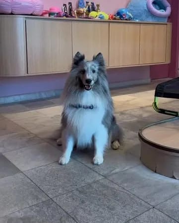 Cão pastor de Shetland sentado em frente ao balcão da lojinha, com produtos na prateleira ao fundo
